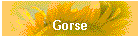 Gorse